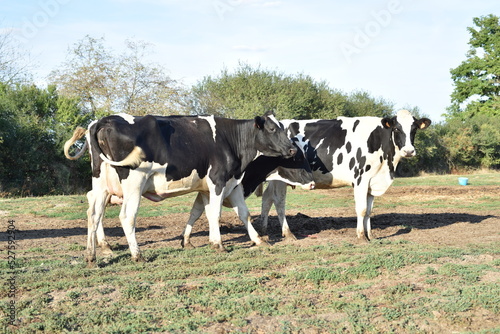 Vaches laitières dans une exploitations agricoles du Berry, France, Europe Août 2022