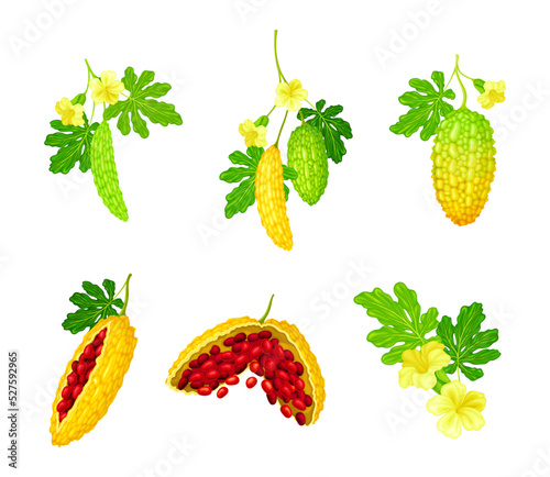 Momordica Charantia or Bitter Melon as Tropical Vine with Edible Fruit Vector Set