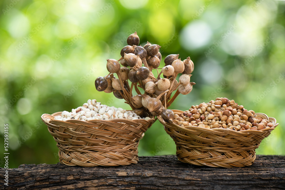 Job's tears or millet dried fruits and seeds on nature background Job's tears or millet dried fruits and seeds on nature background