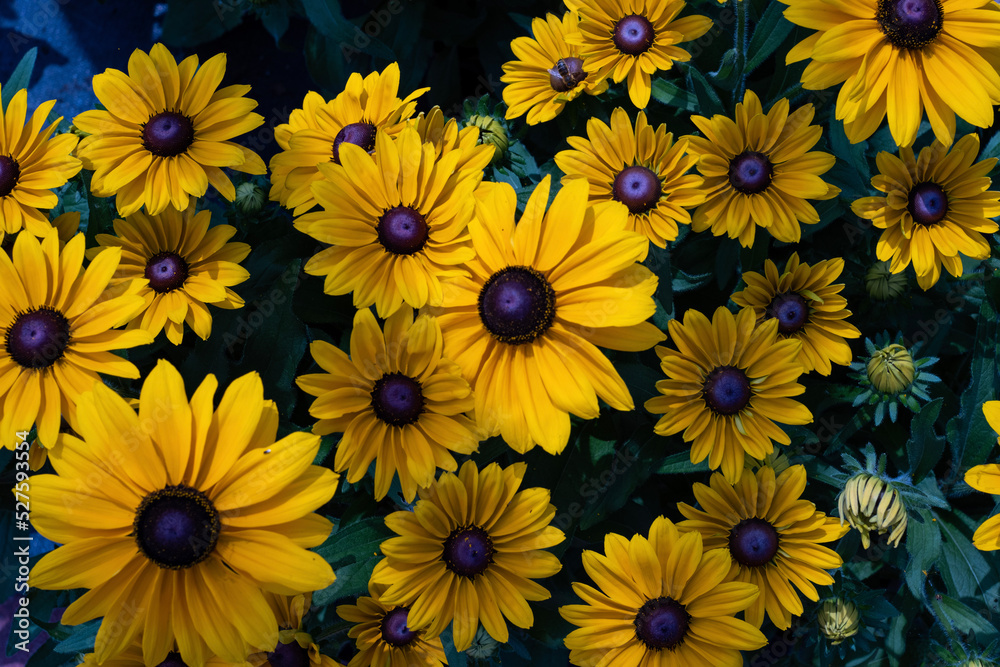 yellow flowers background yellow flowers background