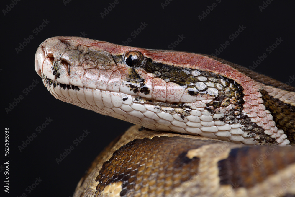 Obraz premium A portrait of an Indian Python against a black background
