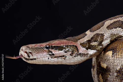 A portrait of an Indian Python using its forked tongue to sense its surroundings
 photo