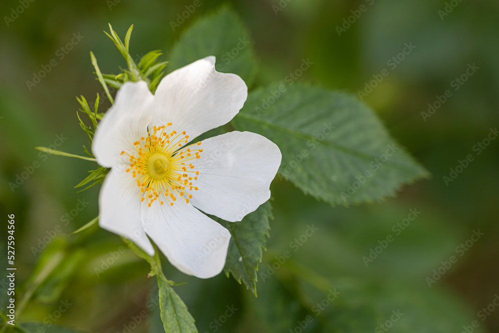 Close-up of a Dog Rose flower (Rosa canina) from which rose hips are harvested in autumn after the rain with water drops. Close-up of a Dog Rose flower (Rosa canina) from which rose hips are harvested in autumn after the rain with water drops.