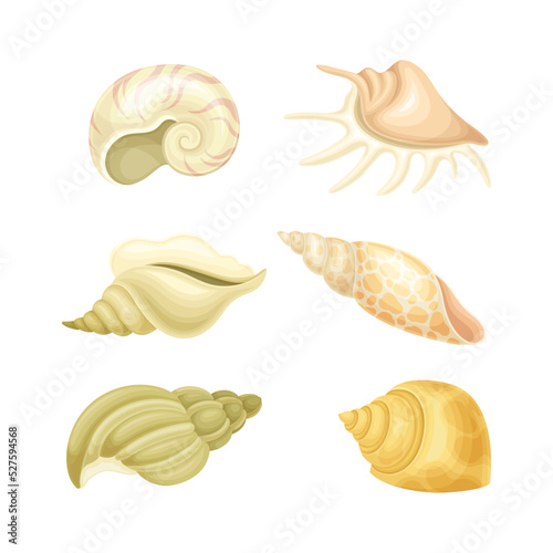 Seashell as Hard Marine Snail Shell Vector Set