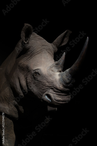 Canvas Print Portrait of a rhinoceros in the dark