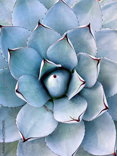 close up of a agave