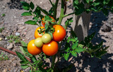 Close-up of orange and green tomato