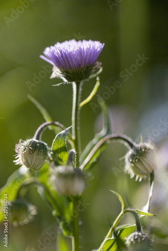 Astra perennial. Beautiful flower abstract background of nature. Astra Alpine. Aster alpinus. Summer landscape. Floriculture, home flower photo