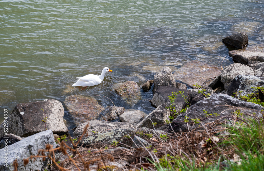 Fototapeta premium Goose in the water near the rocky coast.