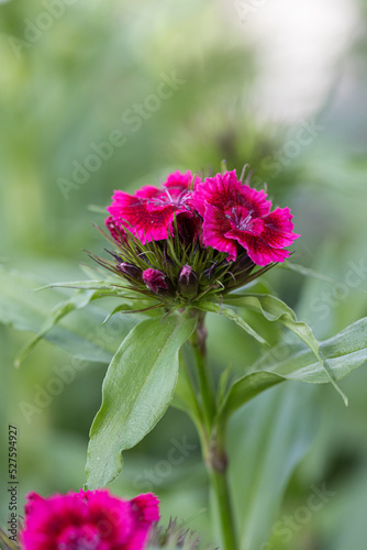 Dianthus barbatus (Sweet William's) in garden. White and Purple flowers dianthus barbatus in natural background. photo