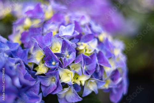 blue iris flower