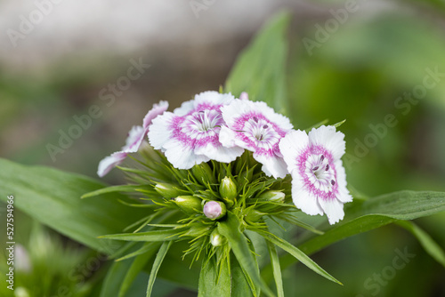 Dianthus barbatus (Sweet William's) in garden. White and Purple flowers dianthus barbatus in natural background. photo