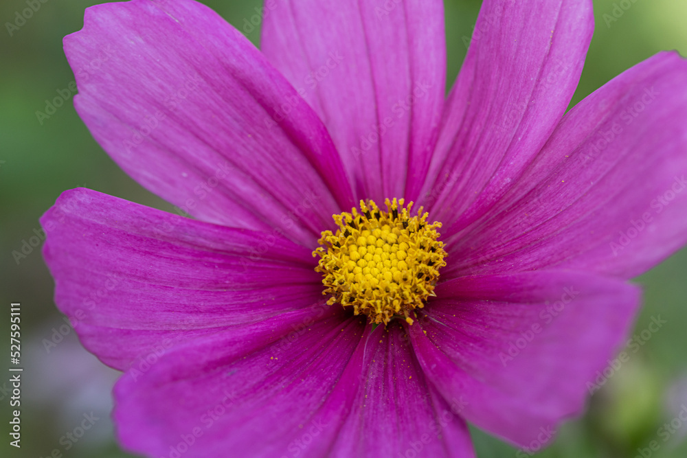 Beautiful pink cosmos flowers (Cosmos Bipinnatus) in the garden. Close up of blooming Cosmos bipinnatus (commonly called the garden cosmos or Mexican aster) Beautiful pink cosmos flowers (Cosmos Bipinnatus) in the garden. Close up of blooming Cosmos bipinnatus (commonly called the garden cosmos or Mexican aster)