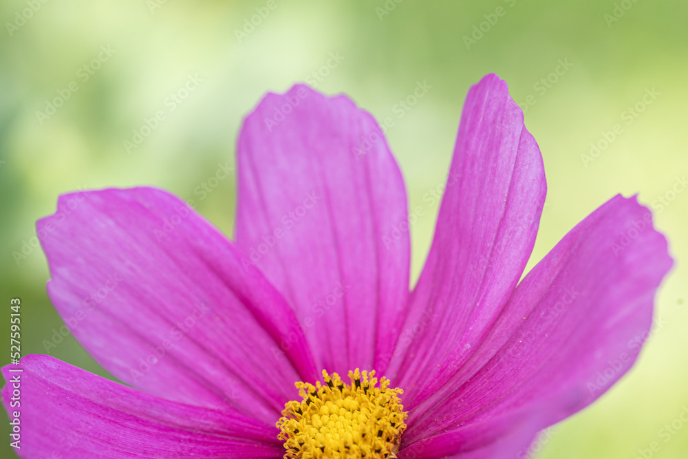 Beautiful pink cosmos flowers (Cosmos Bipinnatus) in the garden. Close up of blooming Cosmos bipinnatus (commonly called the garden cosmos or Mexican aster) Beautiful pink cosmos flowers (Cosmos Bipinnatus) in the garden. Close up of blooming Cosmos bipinnatus (commonly called the garden cosmos or Mexican aster)