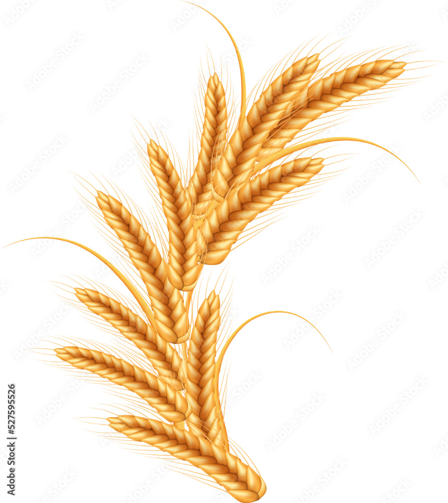 Ripe spikelets of wheat with grains,ears and stalks.Realistic illustration of seed plants,organic farming farming.Healthy lifestyle element. Ripe spikelets of wheat with grains,ears and stalks.Realistic illustration of seed plants,organic farming farming.Healthy lifestyle element.