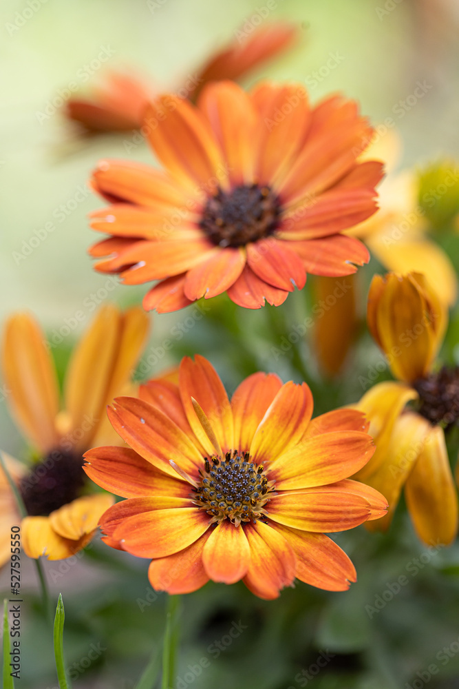 close-up of a beautiful orange-red purple osteospermum flower with yellow-bordered petals against a green, blurry background close-up of a beautiful orange-red purple osteospermum flower with yellow-bordered petals against a green, blurry background