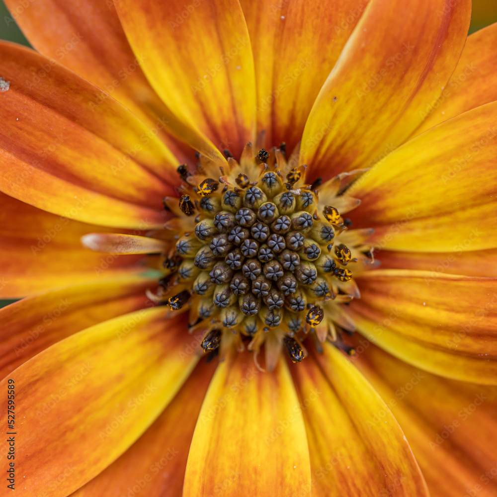 close-up of a beautiful orange-red purple osteospermum flower with yellow-bordered petals against a green, blurry background close-up of a beautiful orange-red purple osteospermum flower with yellow-bordered petals against a green, blurry background