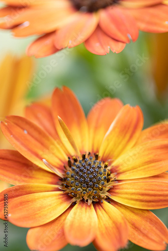 close-up of a beautiful orange-red purple osteospermum flower with yellow-bordered petals against a green  blurry background