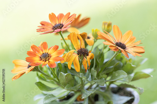 close-up of a beautiful orange-red purple osteospermum flower with yellow-bordered petals against a green, blurry background photo