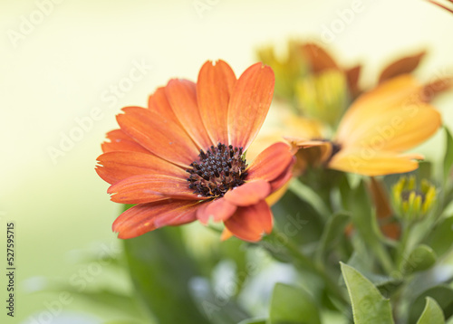 close-up of a beautiful orange-red purple osteospermum flower with yellow-bordered petals against a green, blurry background photo