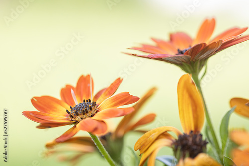 close-up of a beautiful orange-red purple osteospermum flower with yellow-bordered petals against a green, blurry background photo