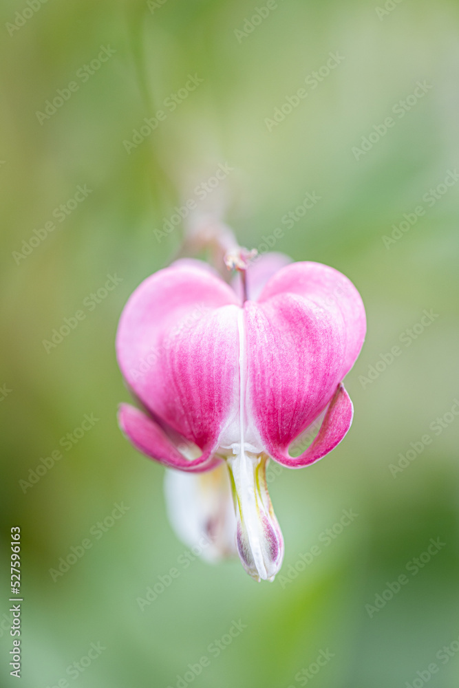 close up detail of single Dicentra spectabilis bleeding heart flowers in hearts shapes in bloom, beautiful Lamprocapnos pink white flowering plant in the garden close up detail of single Dicentra spectabilis bleeding heart flowers in hearts shapes in bloom, beautiful Lamprocapnos pink white flowering plant in the garden
