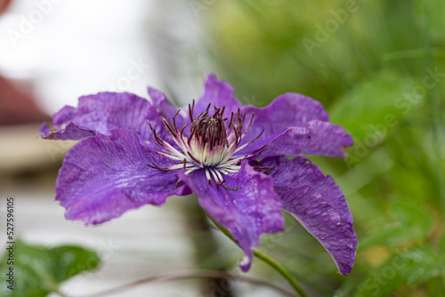 Purple Clematis flowers in Summer garden. Beautiful Purple flowering Clematis Passion blooms background. Large clematis flower with yellow finger stamens in rainy day photo