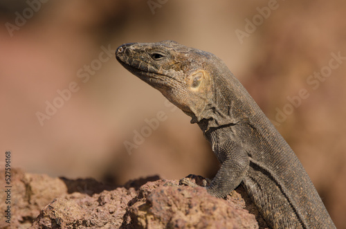 Male Gran Canaria giant lizard Gallotia stehlini. La Garita. Telde. Gran Canaria. Canary Islands. Spain.