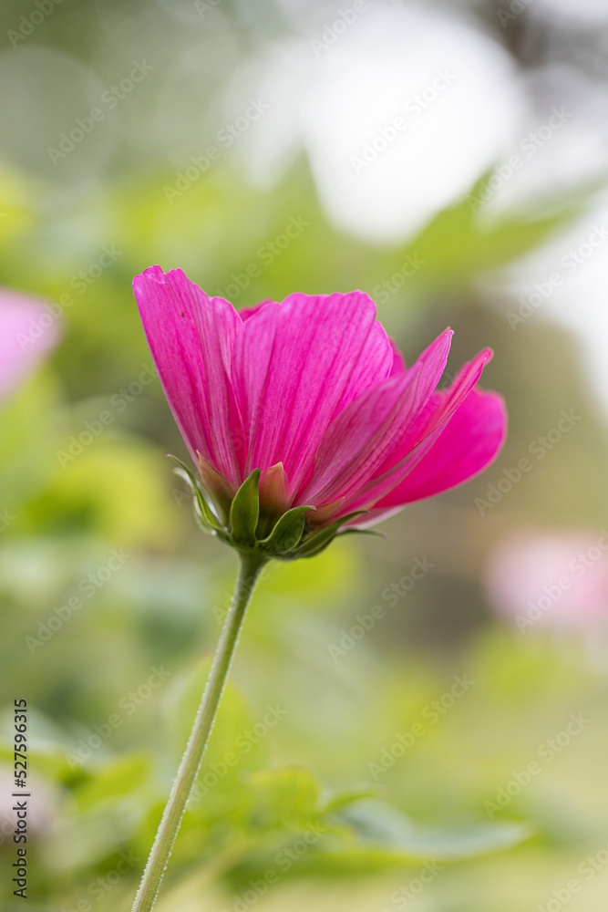 Close-up view to tube-petalled Cosmos flower (Cosmos Bipinnatus) with blurred background. Also known as Mexican Aster and Pied Piper. One isolated Pink pollinate flower Close-up view to tube-petalled Cosmos flower (Cosmos Bipinnatus) with blurred background. Also known as Mexican Aster and Pied Piper. One isolated Pink pollinate flower