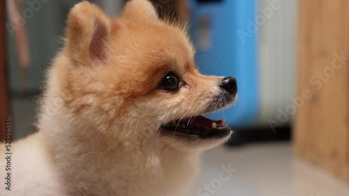 Funny hungry Pomeranian dog looking sitting in comical pose near food. Looking surprised, tilt head. pets love food concept. cute dog licking nose, looking to side and craving, waiting for food
