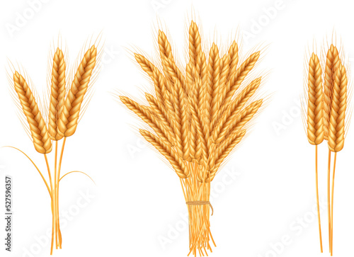 Ripe spikelets of wheat with grains,ears and stalks.Realistic illustration of seed plants,organic farming farming.Healthy lifestyle element.