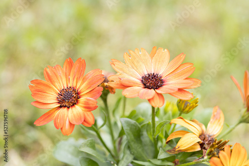 African daisy Osteospermum. Orange colorful flower with a dark blue center on a background of blurry green leaves. Plant for landscaping the garden.