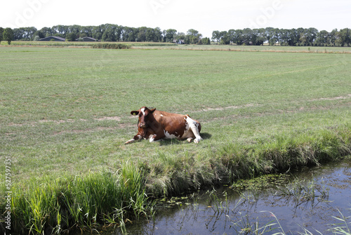 Relaxing cow lays on green field near water.