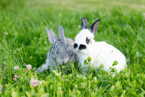 cute gray animals funny bunny on a background of green grass and clovers in the afternoon in summer