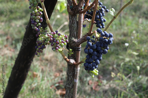 Dark grape on branches of green tree in garden to make wine for winery.