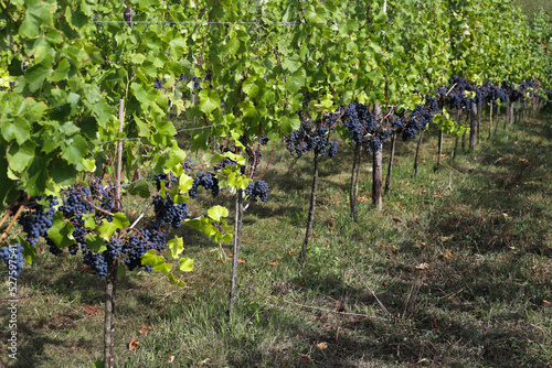 Dark grape on branches of green tree in garden to make wine for winery.