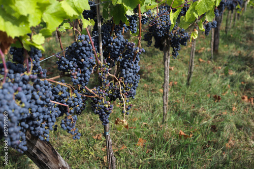 Dark grape on branches of green tree in garden to make wine for winery.