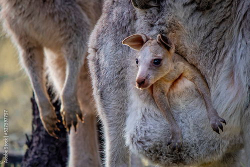 Eastern Grey Kangaroo Joey