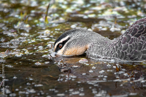 Pacific Black Duck  Anas superciliosa  foraging in the pond plants