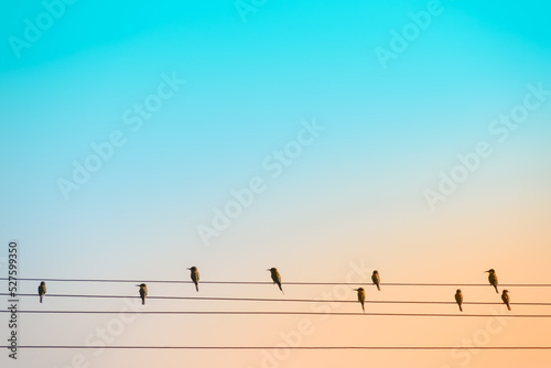 flock of birds sitting on power lines with summer sky background. 