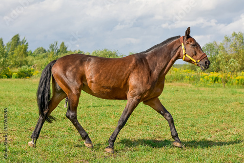 a red horse in a bridle runs into the field. Against the background of fields and shrubs.