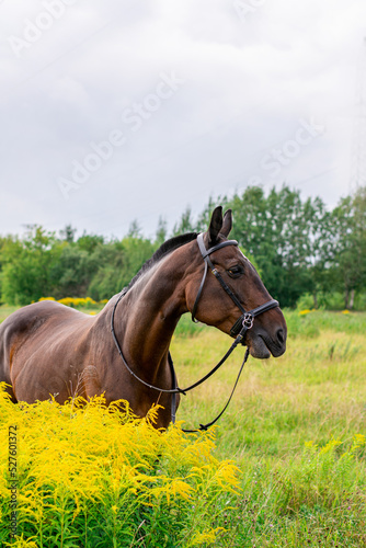 a red horse in a bridle stands and eats in the middle of a tall, yellow, flowering grass in a field