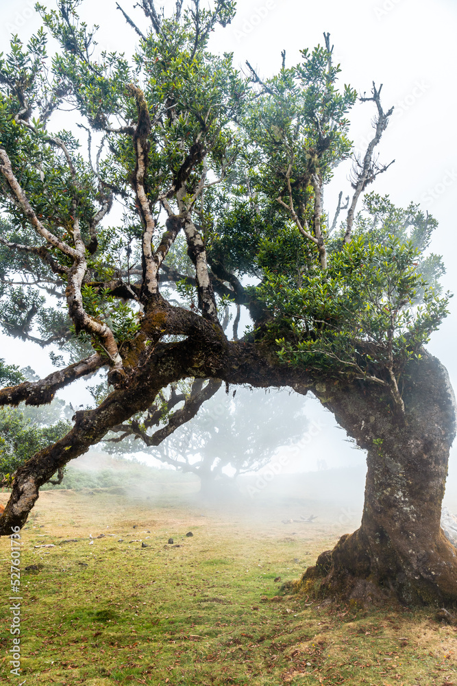 Fanal forest with fog in Madeira, forms of laurel trees in the summer morning Fanal forest with fog in Madeira, forms of laurel trees in the summer morning
