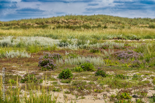 Salt hardy vegetation in the wadden sea Unesco area on the Island Langli, close to Esbjerg Denmark