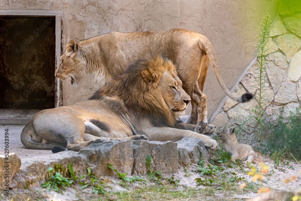 a couple of Southern African lion, Panthera leo, rests on the rocks with her baby, closeup a couple of Southern African lion, Panthera leo, rests on the rocks with her baby, closeup
