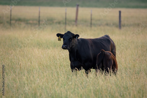 Black angus cows in rural farm pasture