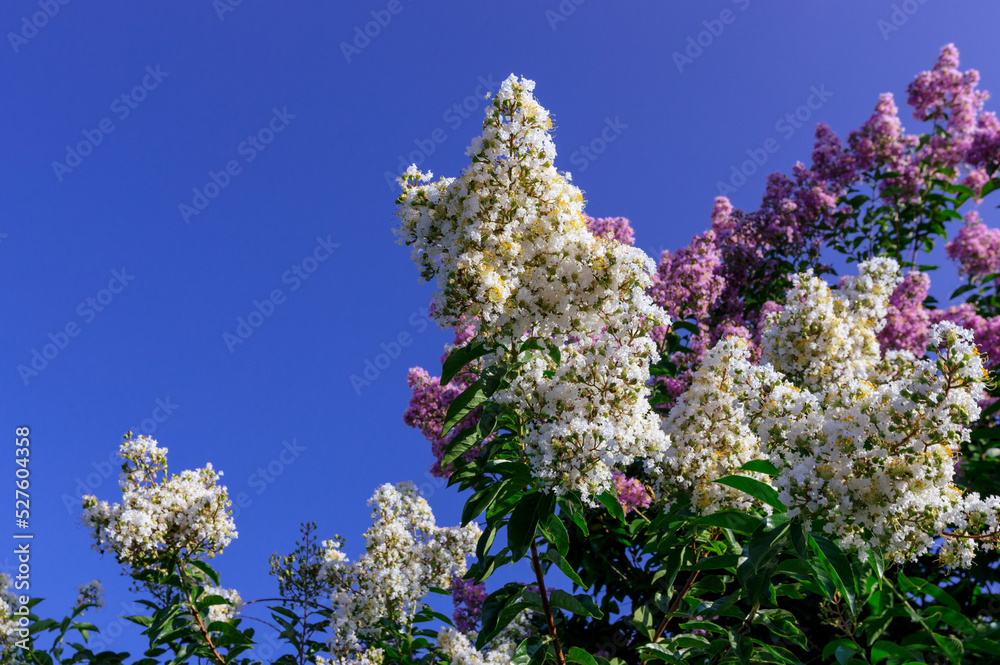 Pink and White Crepe Myrtle