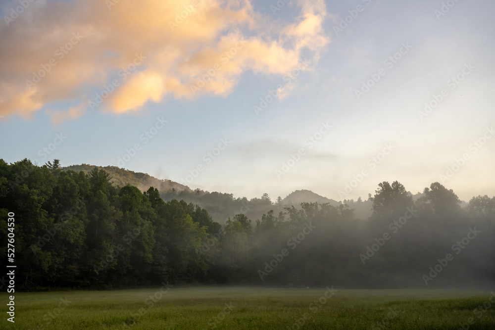 Fototapeta premium Foggy Meadow At Sunrise in Cataloochee