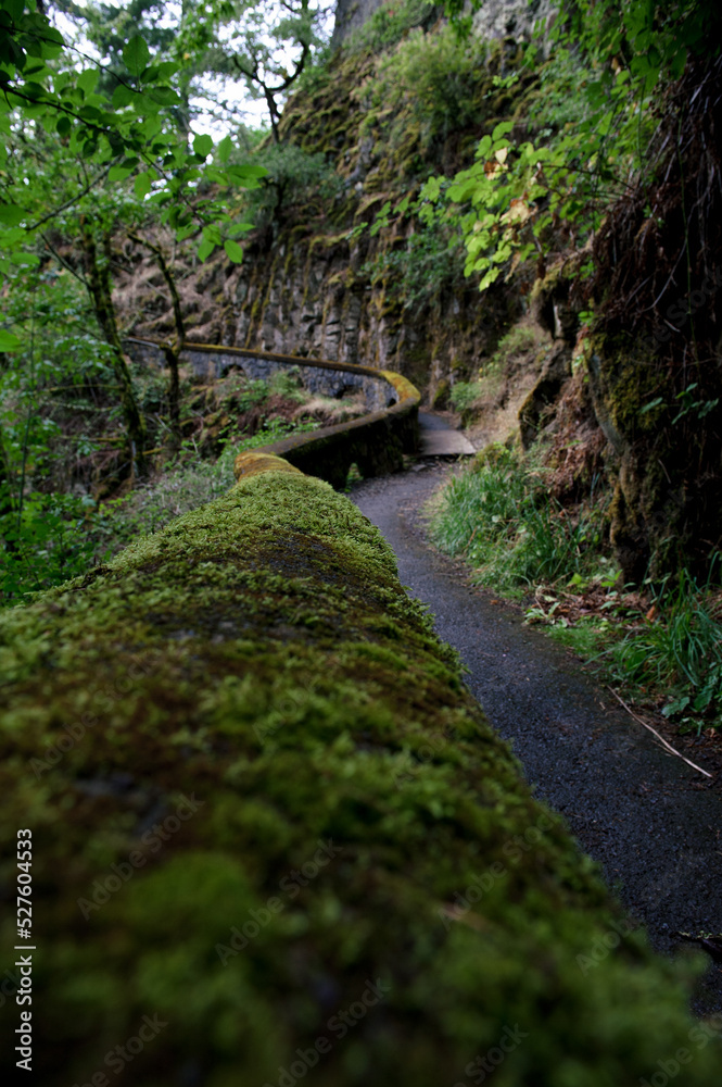 Fototapeta premium Pacific Northwest Trail with green moss