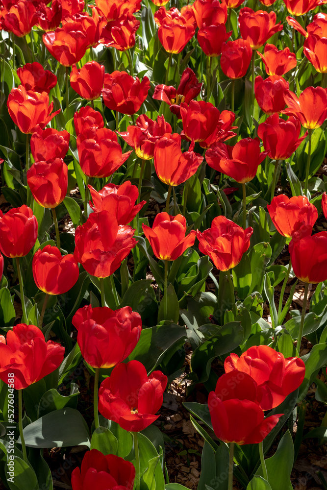 Full Frame of Blooming Red Tulips